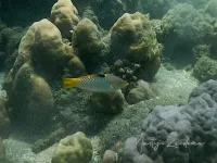 Schaakbordlipvis [Halichoeres hortulanus]